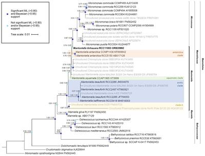 Genomic characterisation and ecological distribution of Mantoniella tinhauana: a novel Mamiellophycean green alga from the Western Pacific